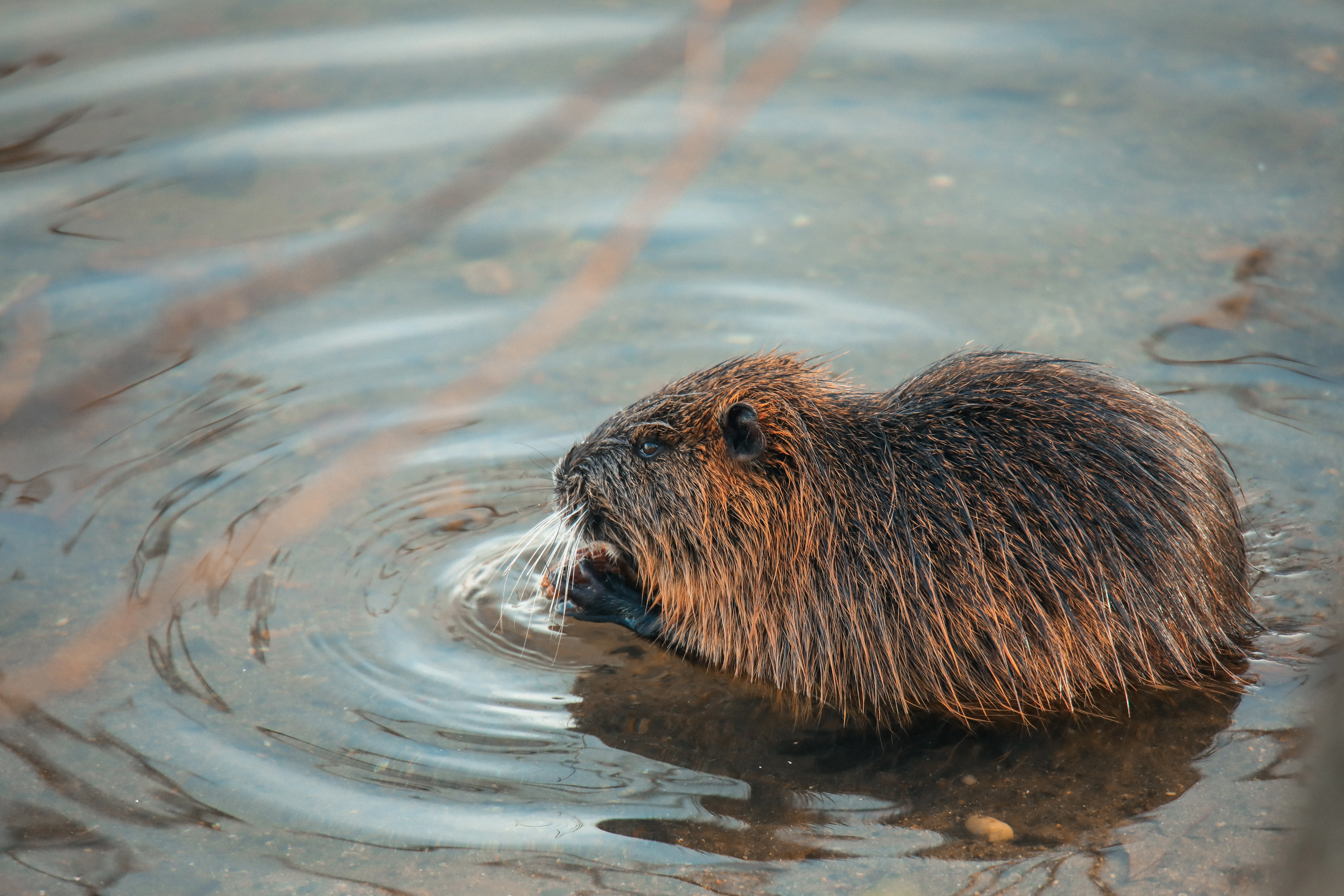 Beaver Removal